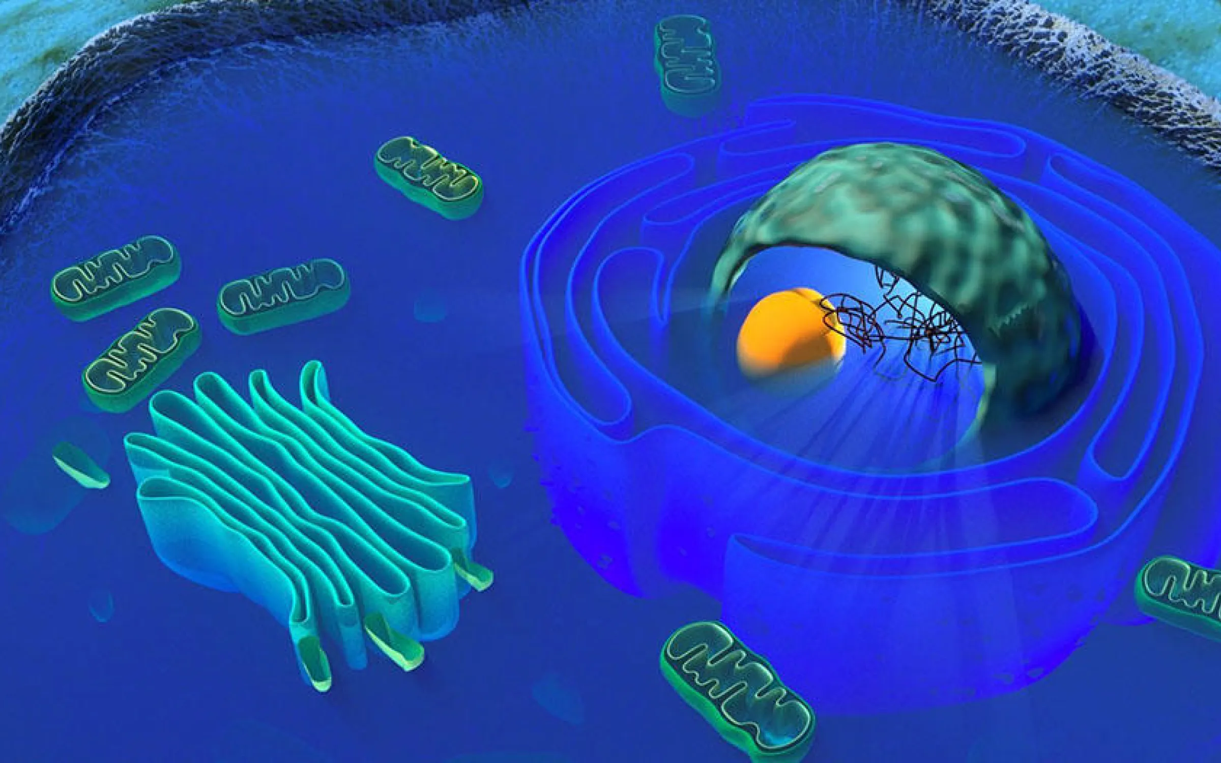 Mitochondrial Aging Research